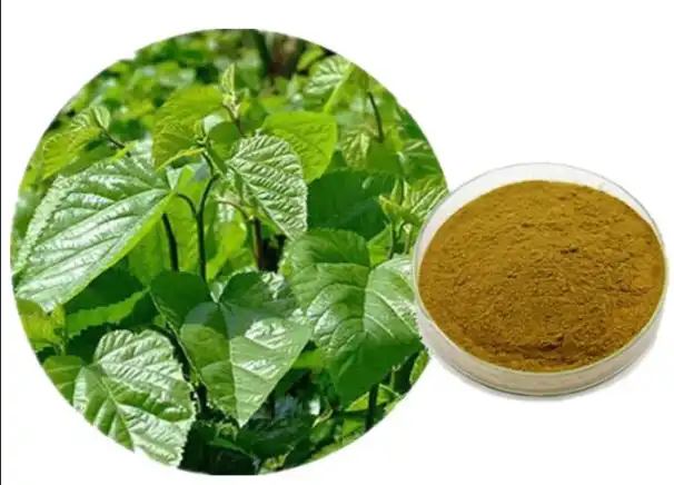 How Mulberry Leaf Extract Powder Supports Glycemic Response？